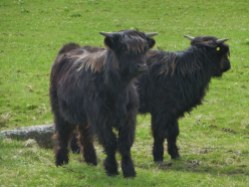 Young black Highland Cows.