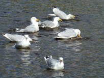 Gulls bathing in the River Ness.