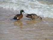 Ducks sifting through the sand and salt water.