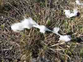 Cotton lying beside the road.