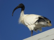 BLUE SKY ... and an Ibis thrown in.
