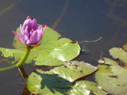 Water Lily at Flaggy Rock