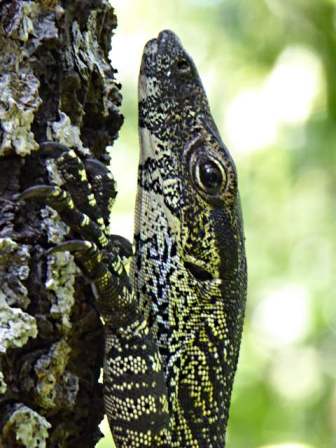 Closeup of a lizard, about 1 metre long.