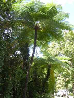 Not palms now but Tree Ferns.