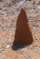 A conical termite mound.