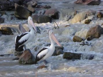 Pelicans waiting for fish at the weir