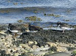 tmp_10178-Oyster Catchers1550618843