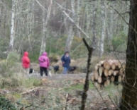 It seems that having a dog is compulsory if you want to walk in the forest.