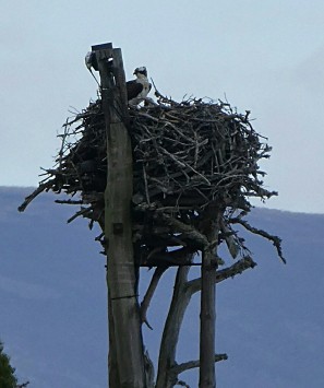 Female Osprey on the nest