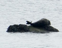 Lonely Seal, Cromarty Firth