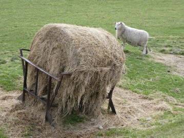A manger of hay and a soon to be mother.