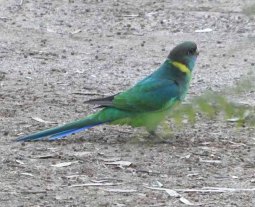 Park visitor - Port Lincoln Parrot