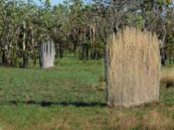 Magnetic Termite mounds