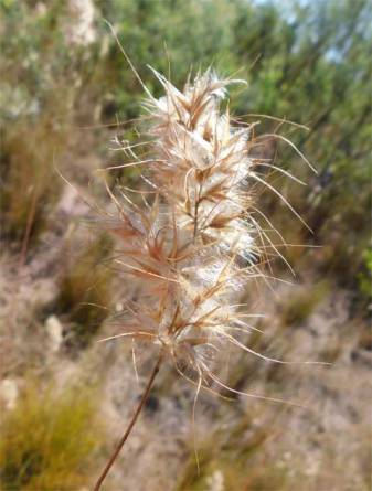 Grass seed head