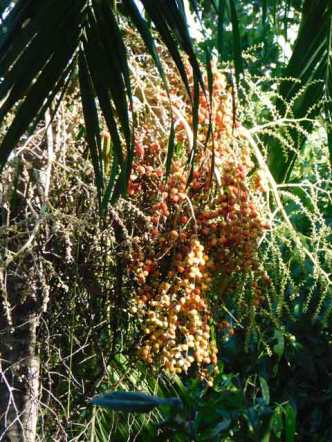 Fruit on Palm