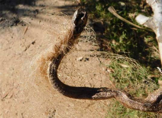 Snake caught in fishing net