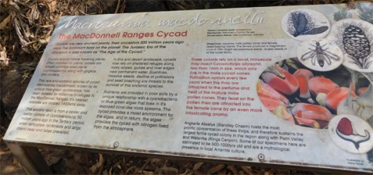 Cycads info