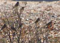 Zebra Finches - about in their thousands