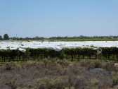 White plastic covered thousands of grape vines, not sure how it's protecting them.