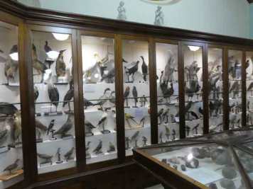 Bird display