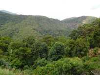Mountain rainforest
