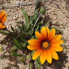 Beautiful Gazanias have established themselves in many places.