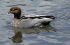 Female Wood-Duck