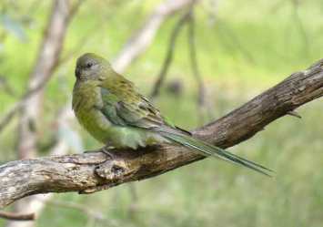 Female Grass Parrot