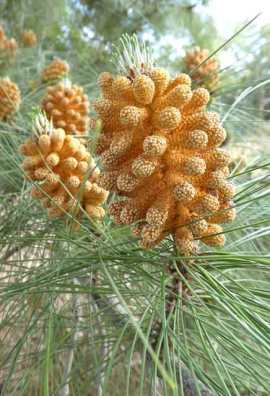 Pine Tree fruit
